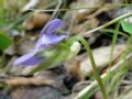 Viola mirabilis